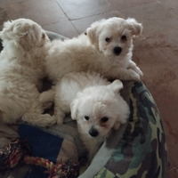 Cuccioli di maltese