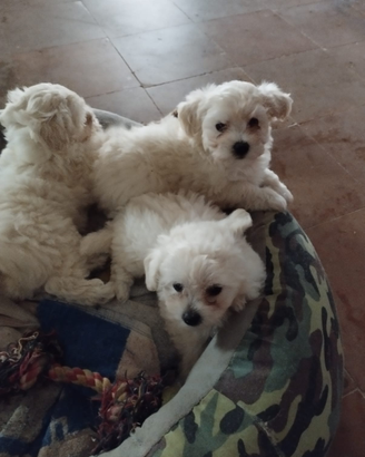 Cuccioli di maltese