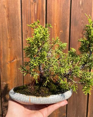 Bonsai boschetto ginepro
