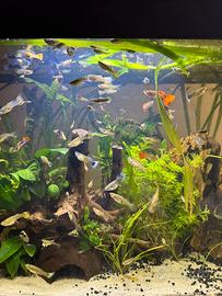 Pesci guppy ed endler