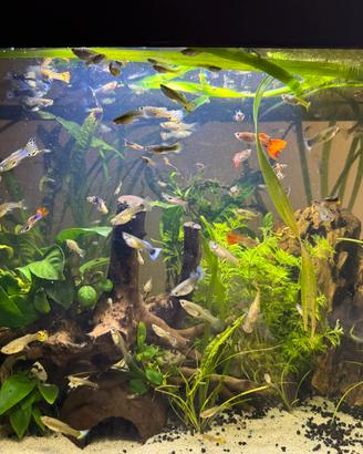 Pesci guppy ed endler