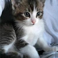 Gattina incrocio siberiano 2 mesi