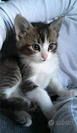 Gattina incrocio siberiano 2 mesi