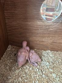 Pullì parrocchetto dal collare