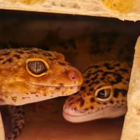 Gechi Leopardini + Teca Completa