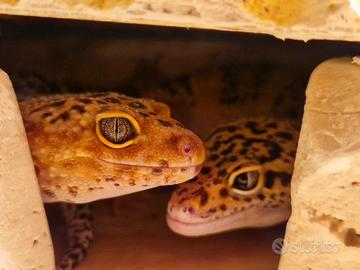 Gechi Leopardini + Teca Completa