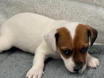 Jack Russell