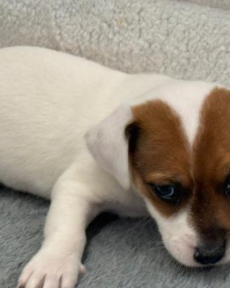 Jack Russell