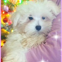 Maltesi Cuccioli Originali Mini Maschi