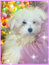 Maltesi Cuccioli Originali Mini Maschi