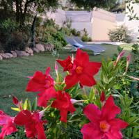 Costa Rei villetta con vista mare