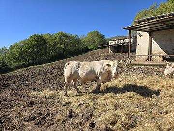 Toro