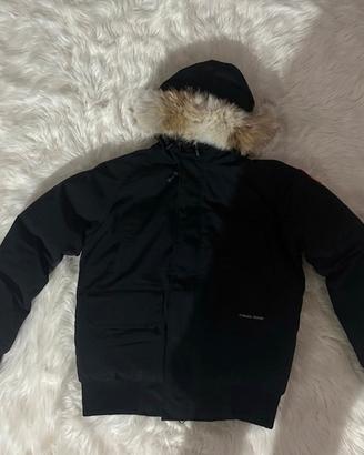 Canada goose