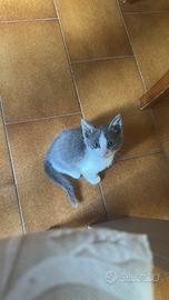 Cucciola di gatta dolcissima