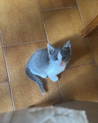 Cucciola di gatta dolcissima