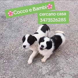 Cuccioli mix Border Collie in adozione