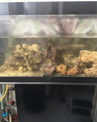 Acquario marino