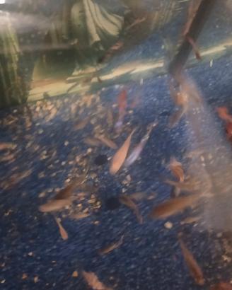 Pesci tropicali guppy leggi