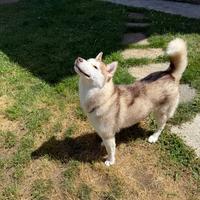 Cucciola di Husky disponibile per cucciolata