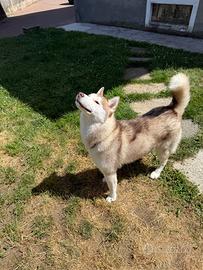 Cucciola di Husky disponibile per cucciolata