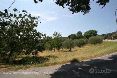 TR72 - Scrofiano terreno in posizione coll