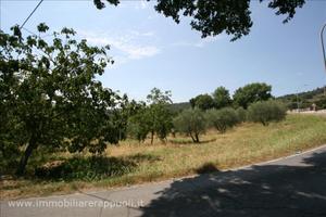 TR72 - Scrofiano terreno in posizione coll