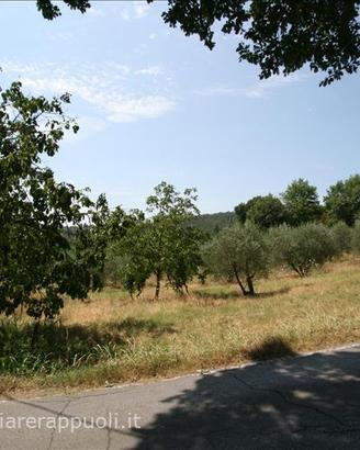 TR72 - Scrofiano terreno in posizione coll