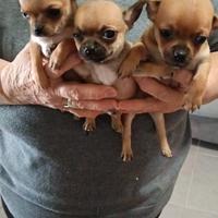 Cuccioli di cihuahua toy