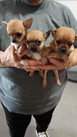 Cuccioli di cihuahua toy