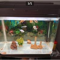 Acquario 60 larghezza ,altezza 50 , spessore 35