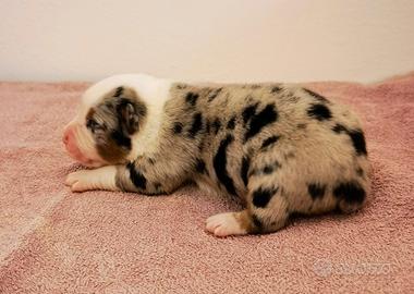 Cuccioli Australian Shepherd / Pastore Australiano