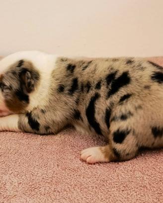 Cuccioli Australian Shepherd / Pastore Australiano
