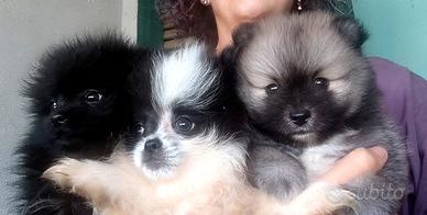 Cuccioli di spitz pomerania