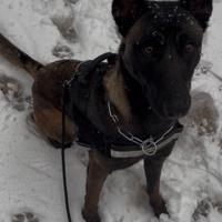 Femmina per accoppiamento malinois