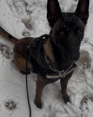 Femmina per accoppiamento malinois