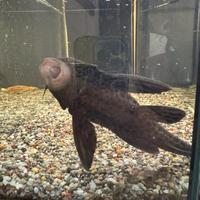 Pesce pulitore acquario dolce