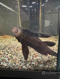 Pesce pulitore acquario dolce