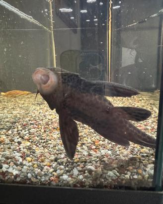 Pesce pulitore acquario dolce