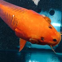 Pesci carpa Koi 45cm