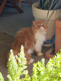 Gatto persiano