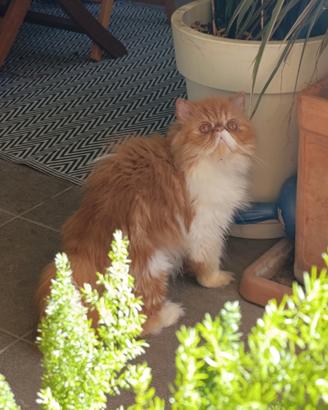 Gatto persiano