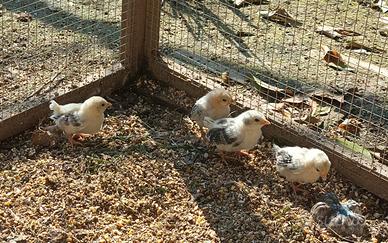 Serama galli e galline