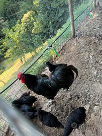 Galline