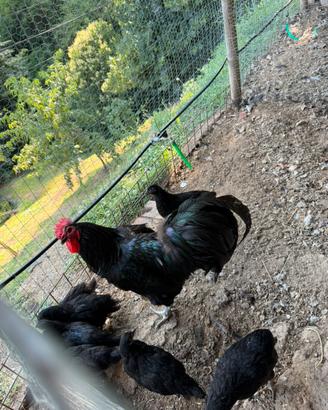 Galline