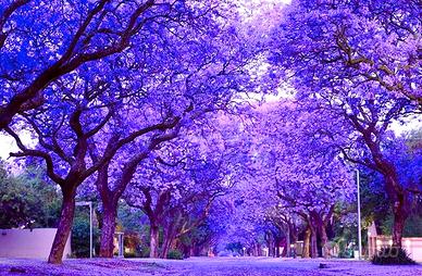 Semi di Jacaranda