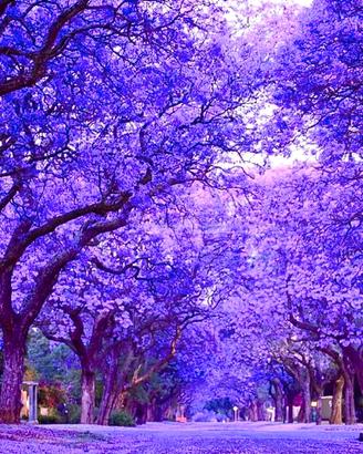 Semi di Jacaranda