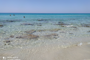 Gallipoli estate 2024