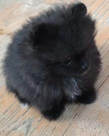 Spitz di Pomerania