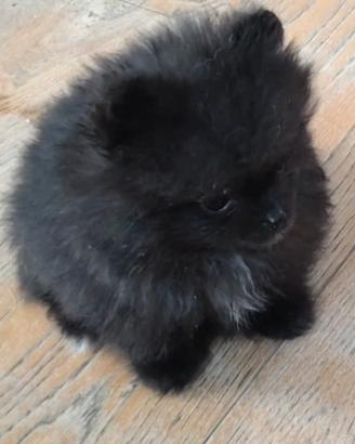 Spitz di Pomerania