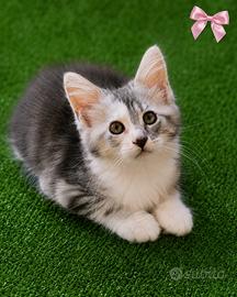 MaineCoon XXL Pedigree